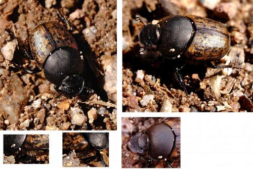 Réf. 280 116 : Onthophagus sp.